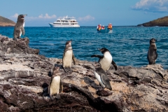 Sea-Star-Penguins-Latin-Trails-Galapagos