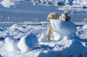 arctic-polar-bear