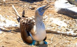 Bluefooted-booby-nesting-Latin-Trails-Galapagos
