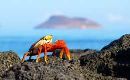 Sally-Light-foot-crab-Latin-Trails-Galapagos