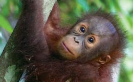9-baby-orangutan